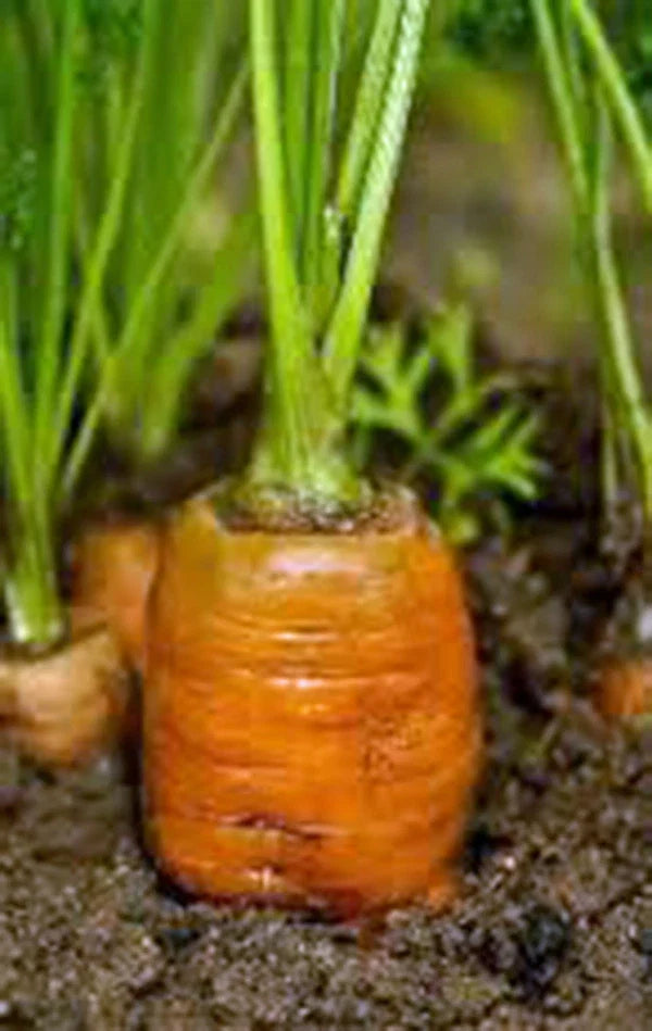 Organic Heirloom Carrot Seeds - Danvers 126, Non-GMO Vegetable Seeds, Pack of 50+ Daucus carota, Root Vegetable, Full Sun