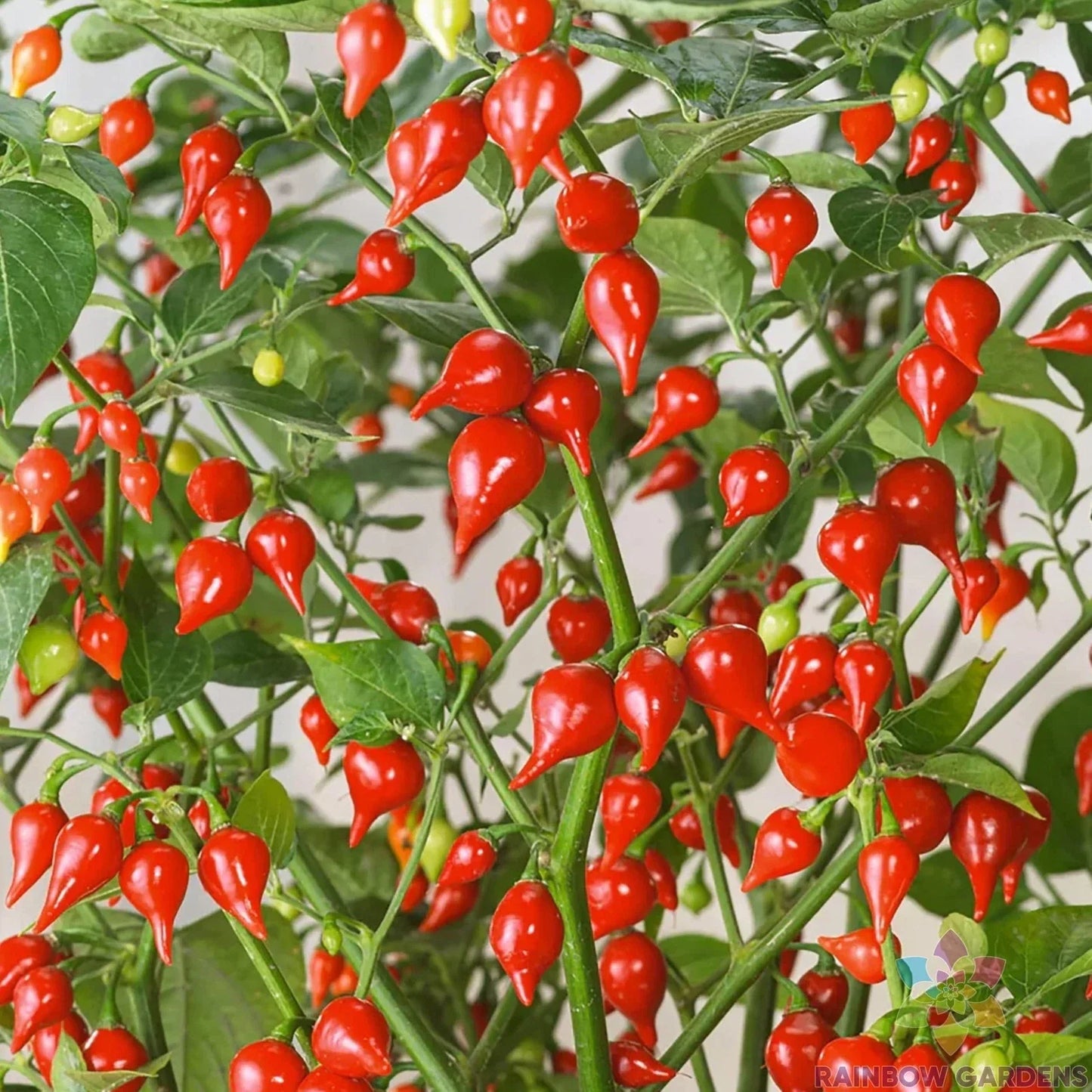 25+ Pimenta Biquinho Sweet Pepper Seeds - Heirloom Capsicum chinense for Home Garden USA