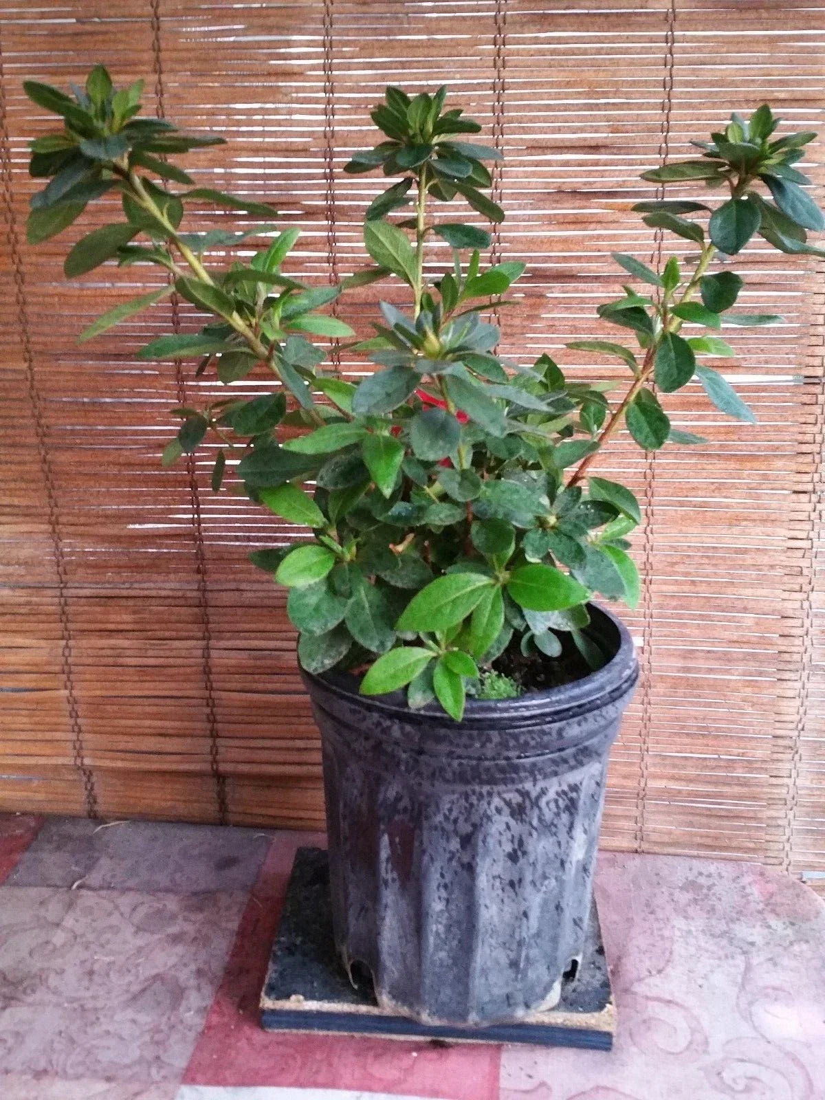 Azalea Live Plant with Pink Flowers - Rhododendron spp. - Ideal for Gardens & Indoor Decor