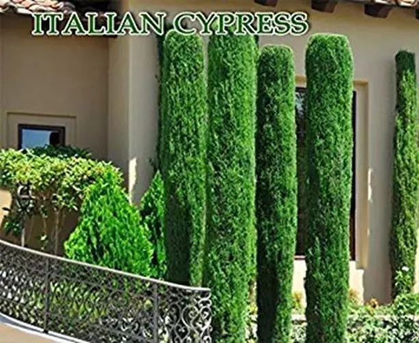 Italian Cypress Seeds 300 Count Tuscan Cupressus sempervirens Graveyard Cypress for Mediterranean Gardens