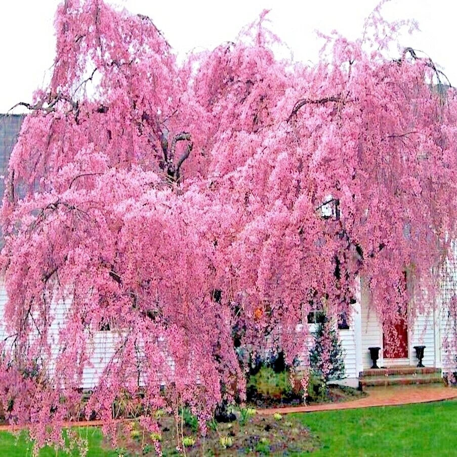 Weeping Sakura Cherry Blossom Tree Seeds - Prunus serrulata 'Pendula' - Fast Growing, Hardy, Pink Flowers, Garden, Landscape