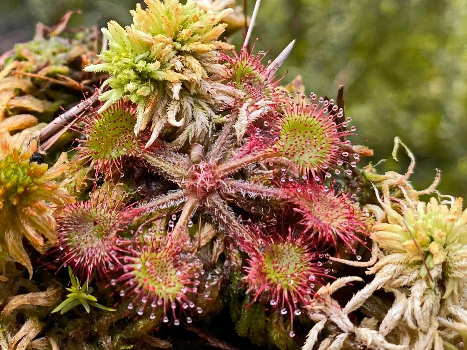 Live Drosera Rotundifolia - Round Leaved Sundew Carnivorous Plant Bare Root - 3 Adult Plants for Terrariums & Bog Gardens