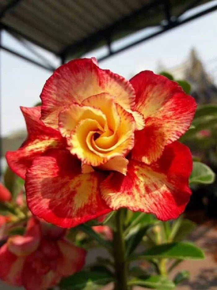Desert Rose Seeds - 4 Red Orange Adenium Obesum Perennial Flower Seeds for Garden, Pot, Indoor Planting