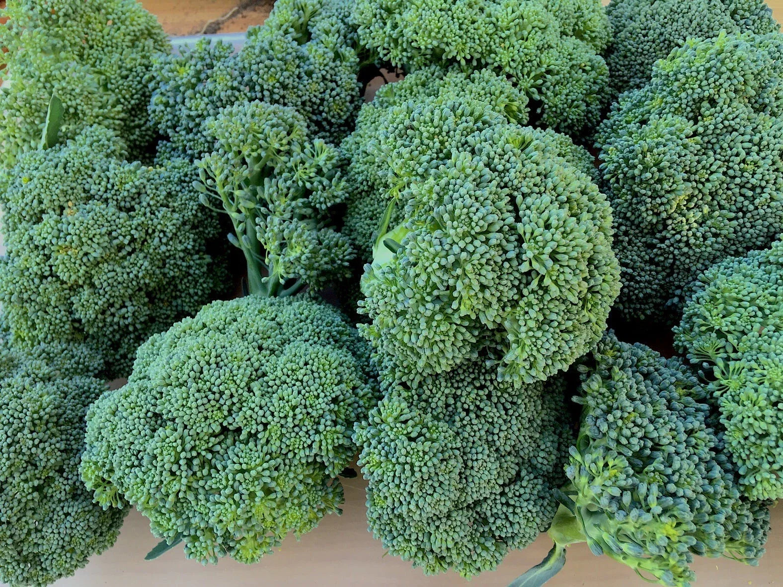 Calabrese Broccoli Seeds – Organic, Non-GMO, Heirloom, Green Sprouting Variety, Brassica oleracea, 250+ Seeds