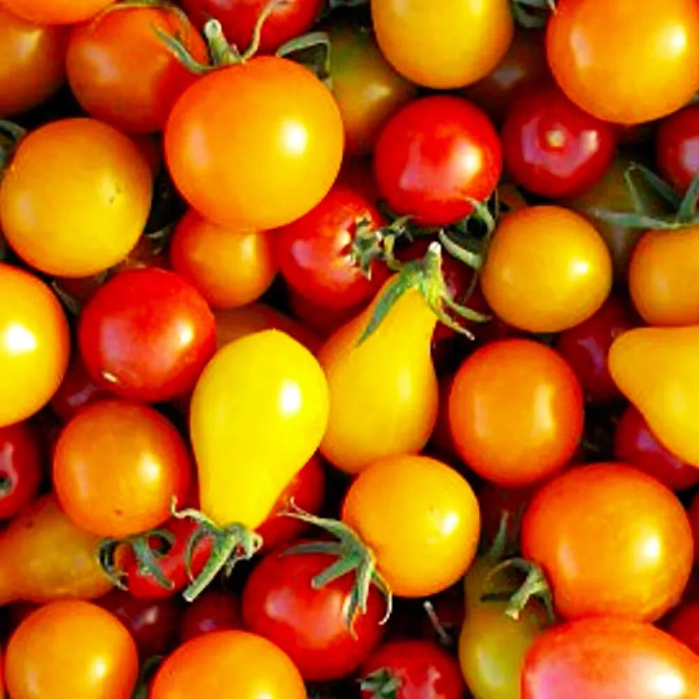 Rainbow Cherry Tomato Seeds | Heirloom NON-GMO Mix | Solanum lycopersicum