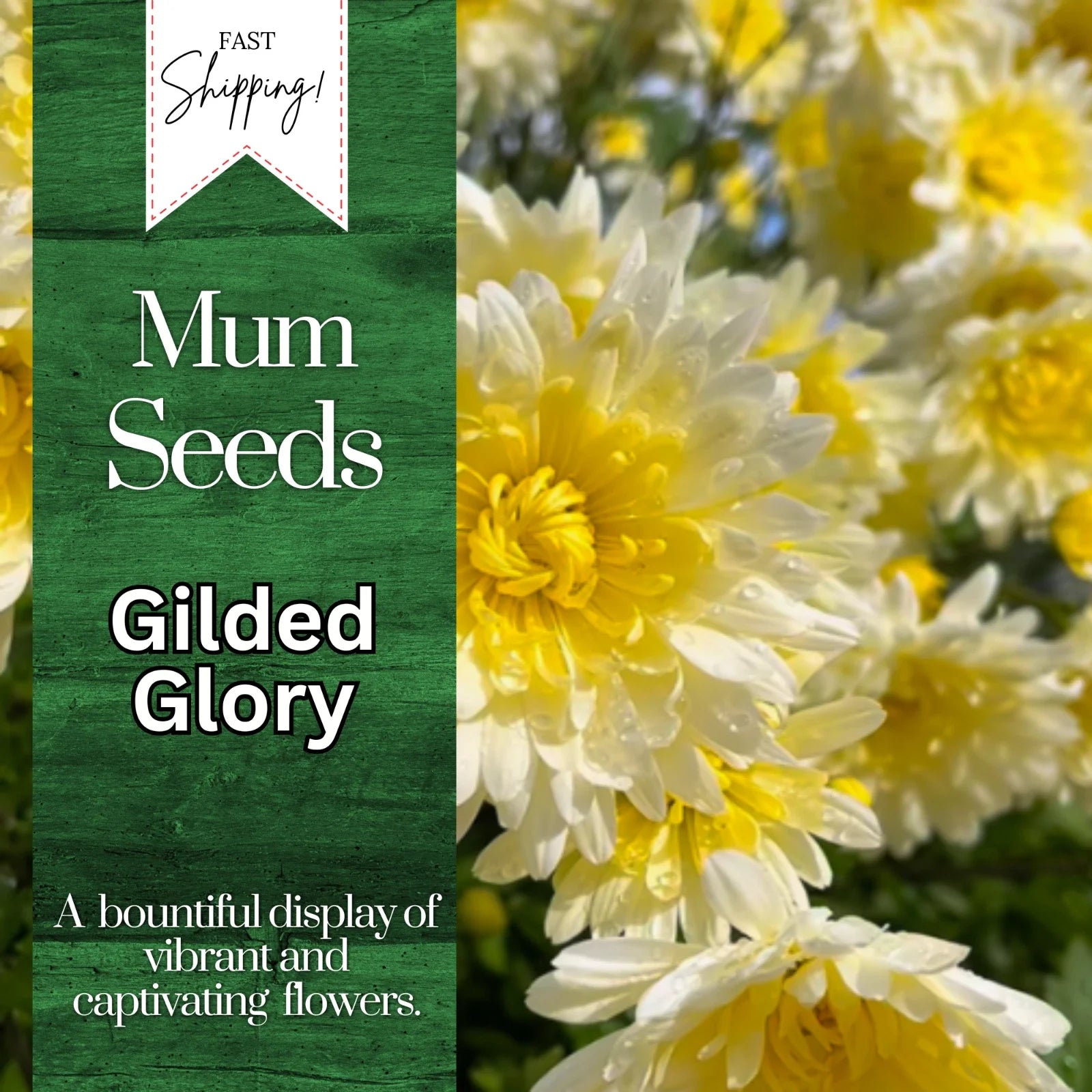 Chrysanthemum Seeds - Gilded Glory Variety, 200+ Annual Flower Seeds for Garden, Mum Flower Seeds, Bright Golden-Yellow Blooms