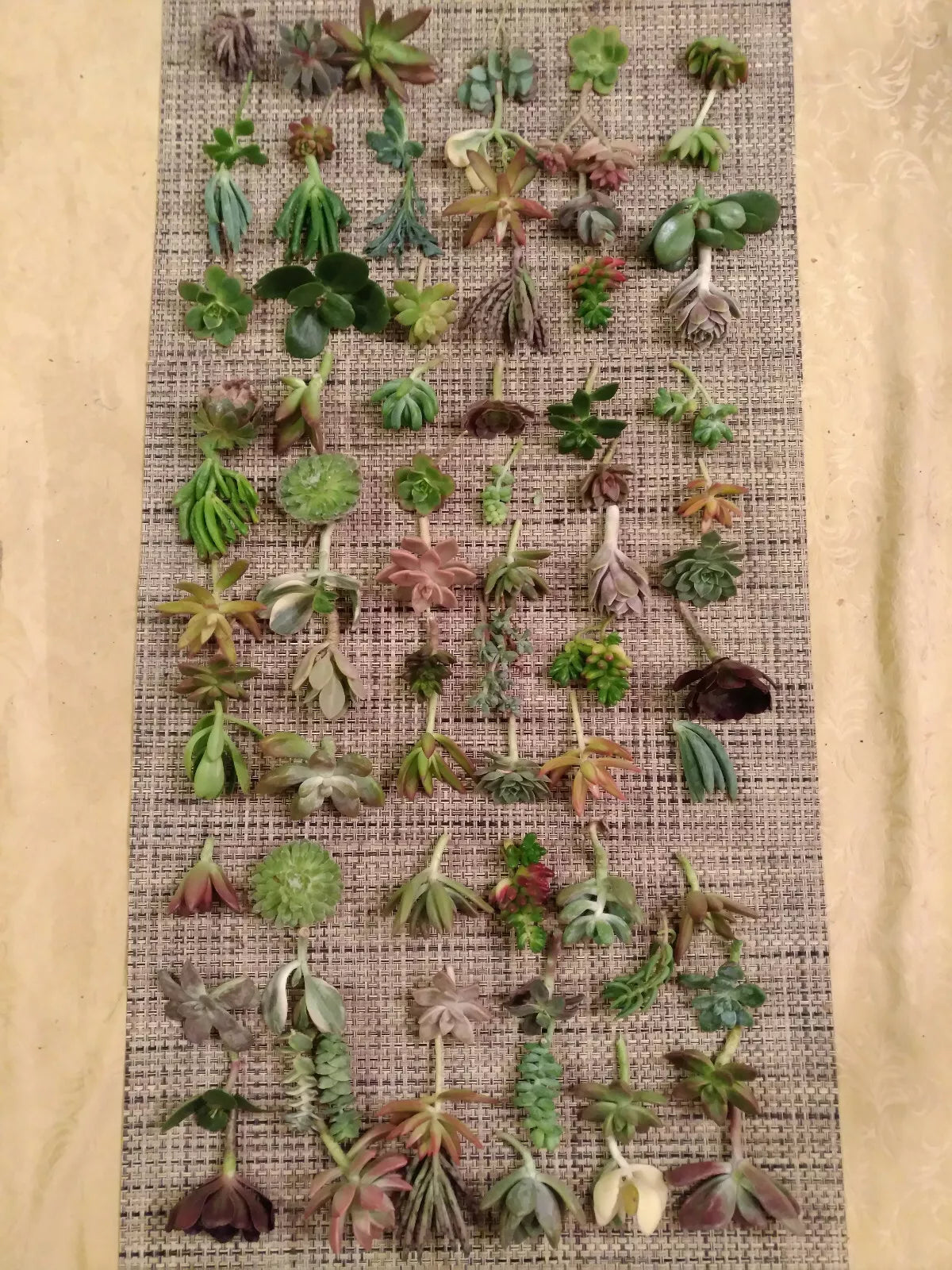 60 Succulent Cuttings Variety Pack - 30 Different Varietals for Indoor and Outdoor Gardening
