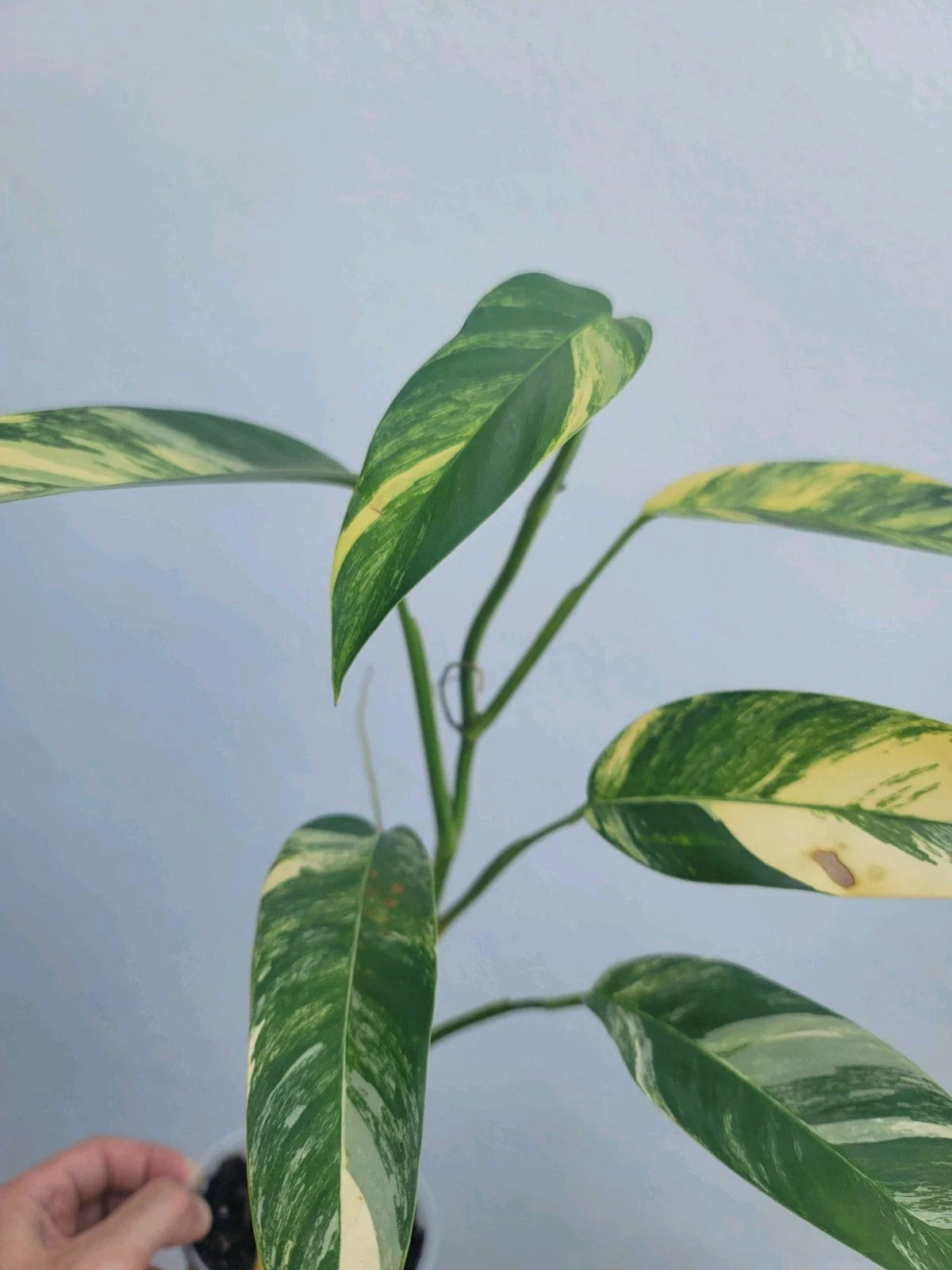 Variegated Epipremnum Aureum Potted Plant - Blue Java Tricolor Indoor Houseplant, Tropical Vine, Easy Care