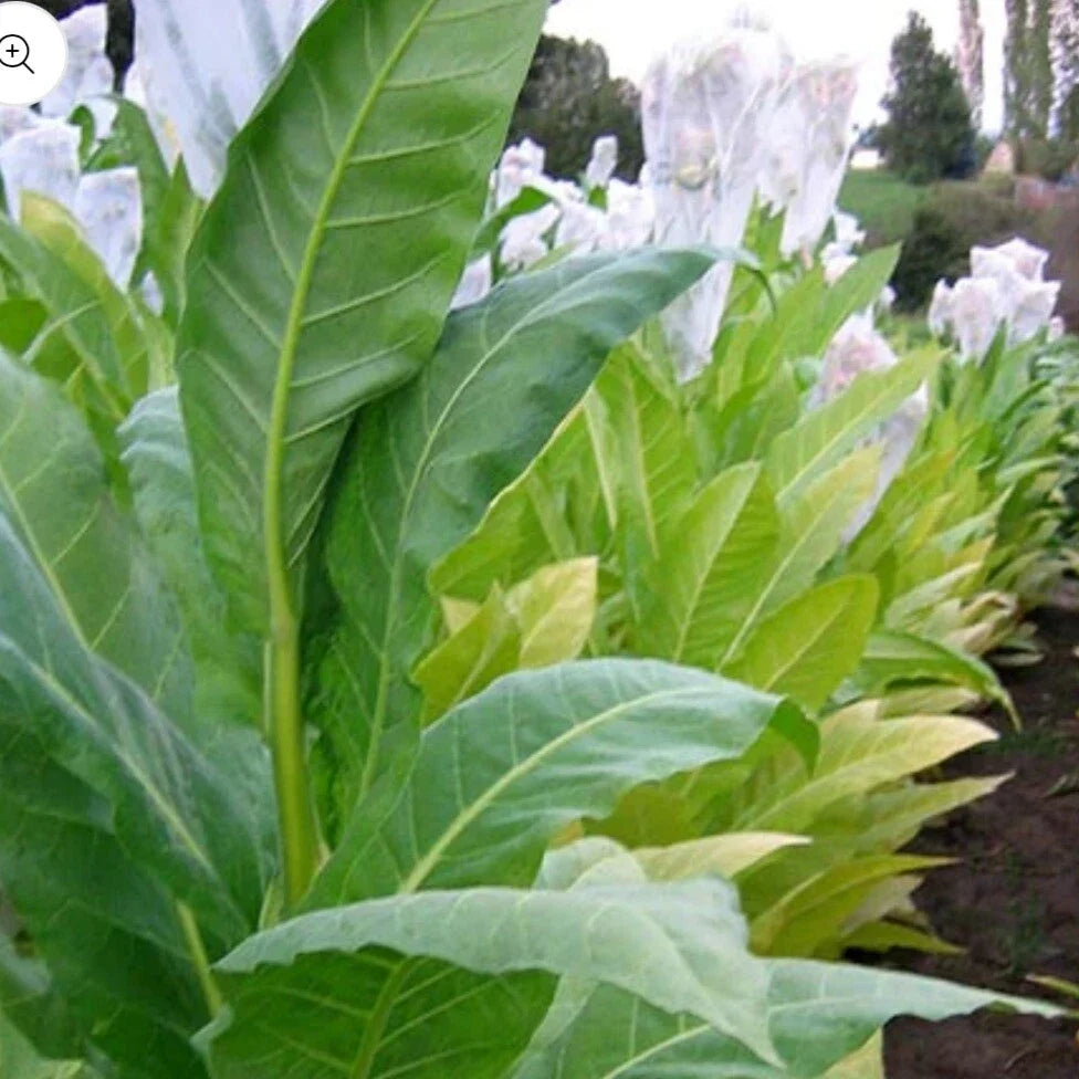 Golden Burley Tobacco Seeds - 1,000+ Heirloom Organic Nicotiana tabacum Seeds for Garden Cultivation