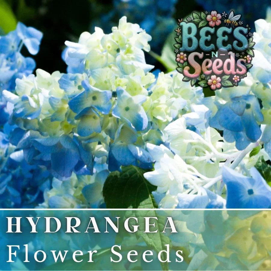 Bicolor Sonata Hydrangea Seeds - Non-GMO Flower Seeds for Borders, Containers, Pollinator Attracting - Hydrangea macrophylla