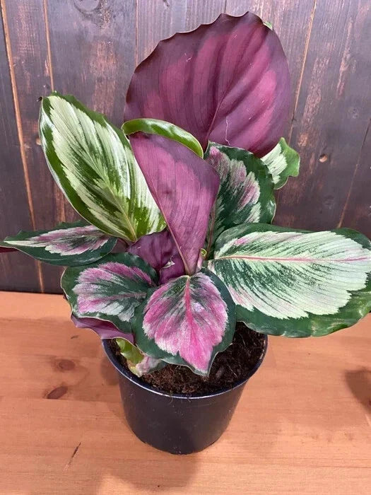 Eclipse Calathea Seeds - 25+ Pack for Indoor & Outdoor Gardening - Calathea orbifolia - Tropical Foliage Plant Seeds