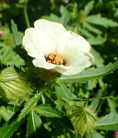 Hibiscus Seeds - 20 Pack - Yellow Flowering Perennial - Hibiscus trionum - Easy to Grow Garden Seeds