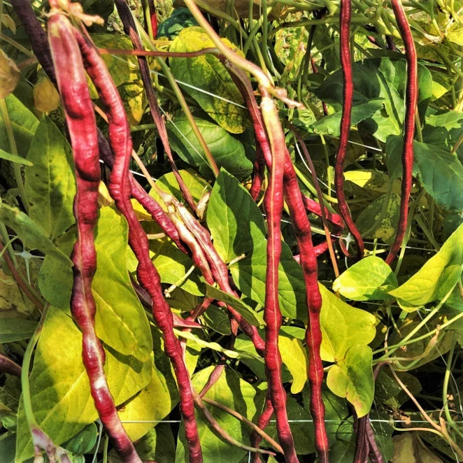 Mosaic Yard Long Bean Seeds - Purple Pink White Variety - Climbing Vigna unguiculata subsp. sesquipedalis - Organic, Non-GMO, 50 Seeds