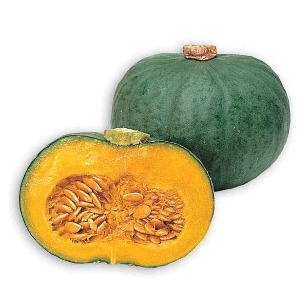 Blue Kuri Squash Seeds - 10 Pack Cucurbita maxima Heirloom Variety for Planting from Iowa
