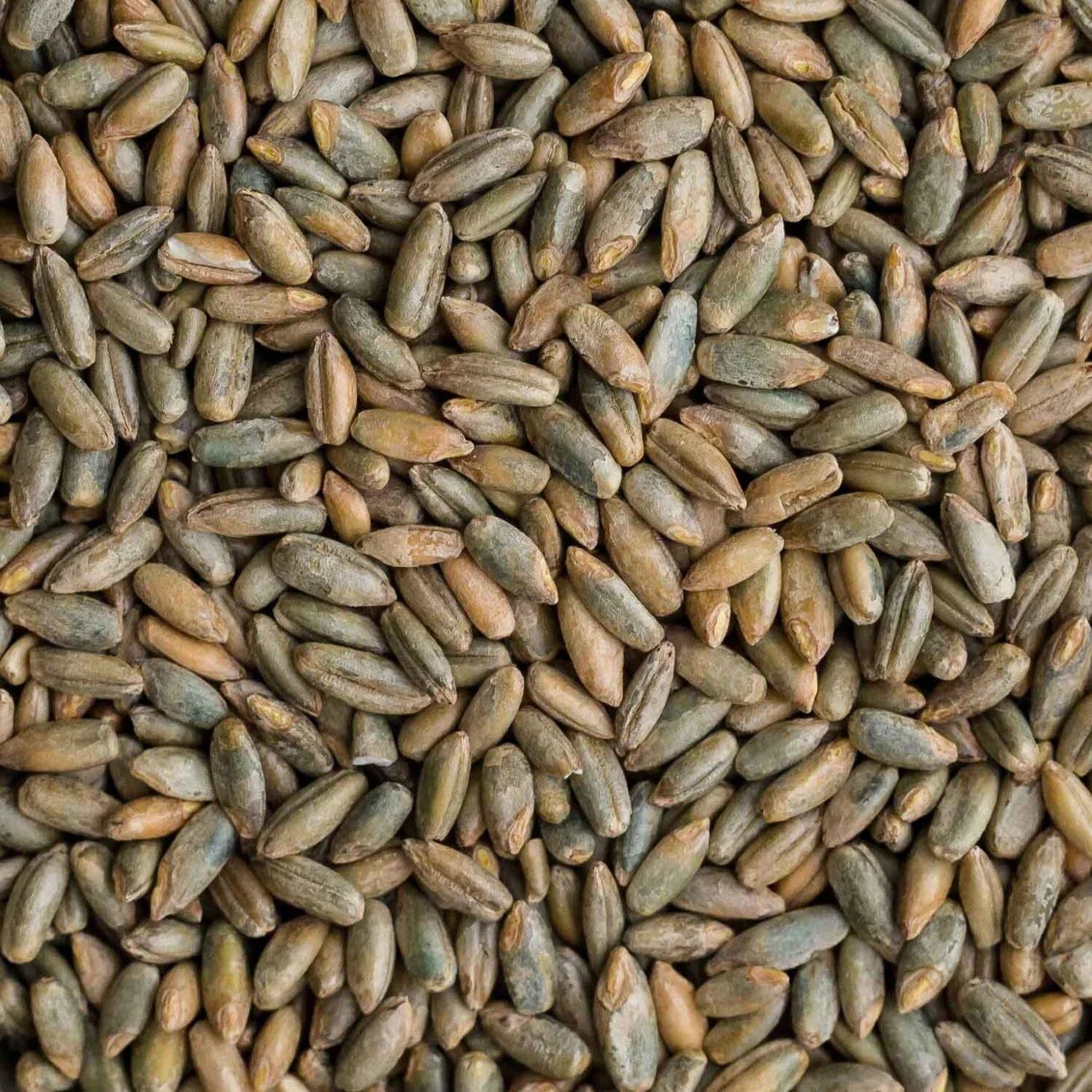 Rye Berries 4 Pounds | Whole Non-GMO Rye Grain for Baking | Secale cereale Bulk Dry Grain