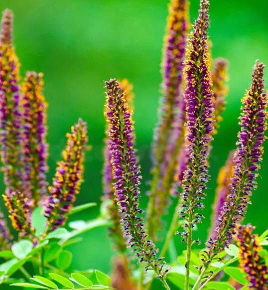 False Indigo Bush Seeds - 100+ Amorpha Fruticosa Shrub Seeds for Easy Growing