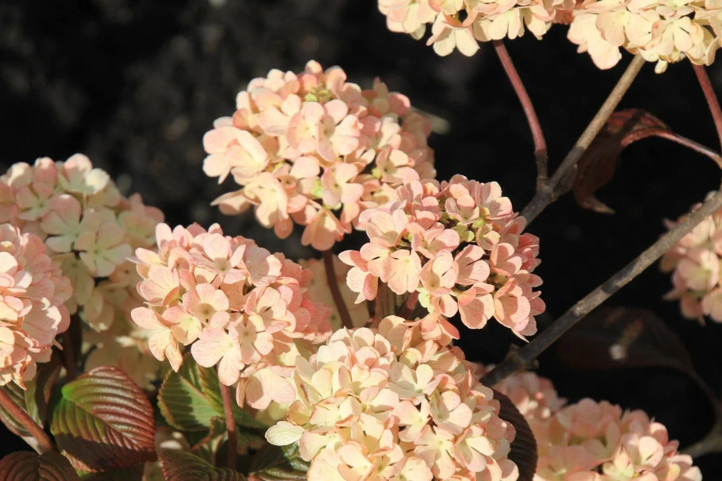 Live Plant - 6-8" Pink Kerns Viburnum - Viburnum plicatum f. plicatum 'Pink Sensation' Bare Root Snowball Blooms