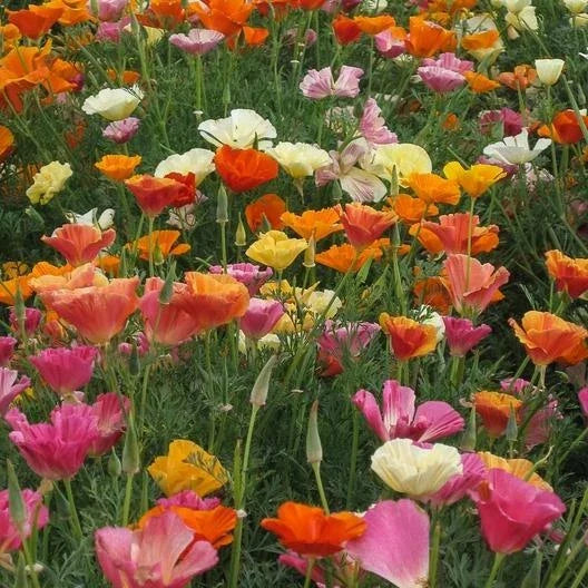 California Poppy Seeds - Mission Bells Mix - Vibrant Colors, Non-GMO, 1000 Seeds, Eschscholzia californica, Annual Flower