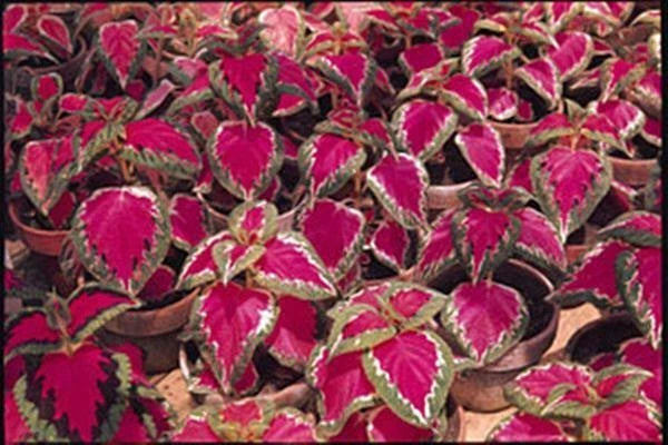 Color Pride Coleus Seeds - Plectranthus scutellarioides - Multicolored Foliage - 40 Seeds for Garden & Container Planting