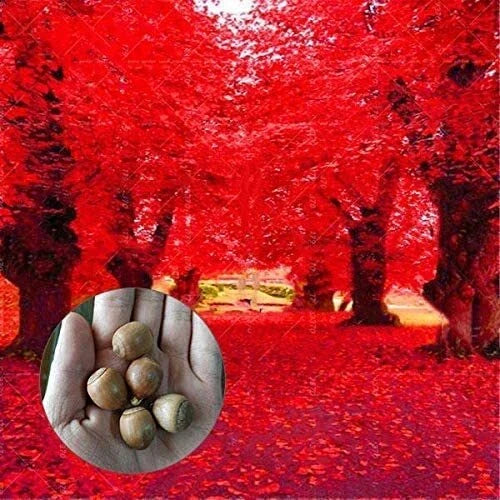 Red Oak Tree Seeds 5 Pack | Quercus rubra Bonsai & Landscaping Seeds | Deciduous Tree for Garden & Wildlife