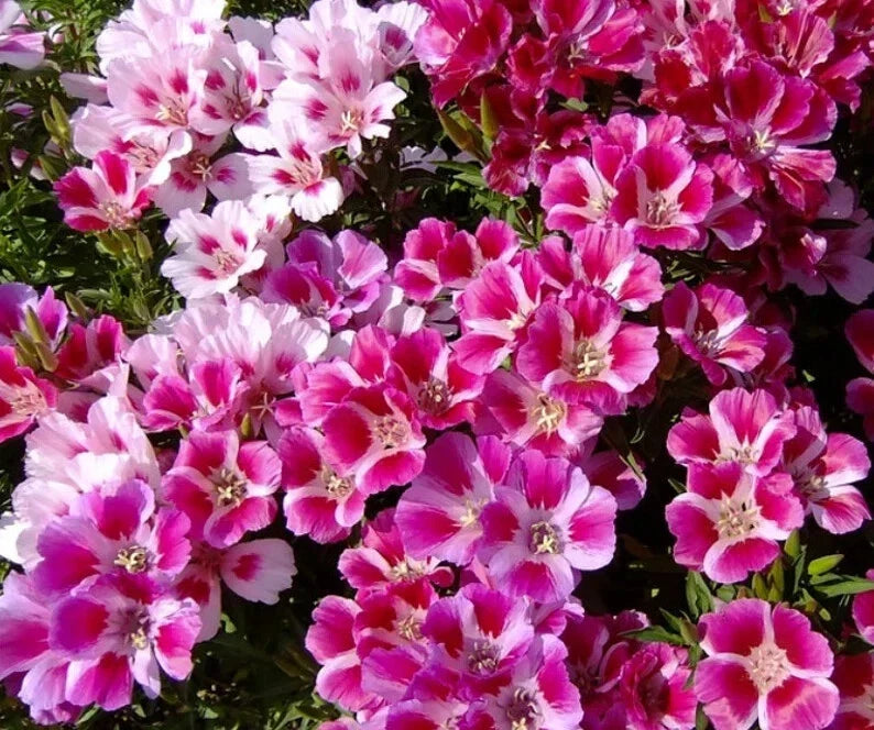 Godetia Seeds - 500 Organic Pink and White Mix - Clarkia amoena Flower Seeds for Borders & Containers