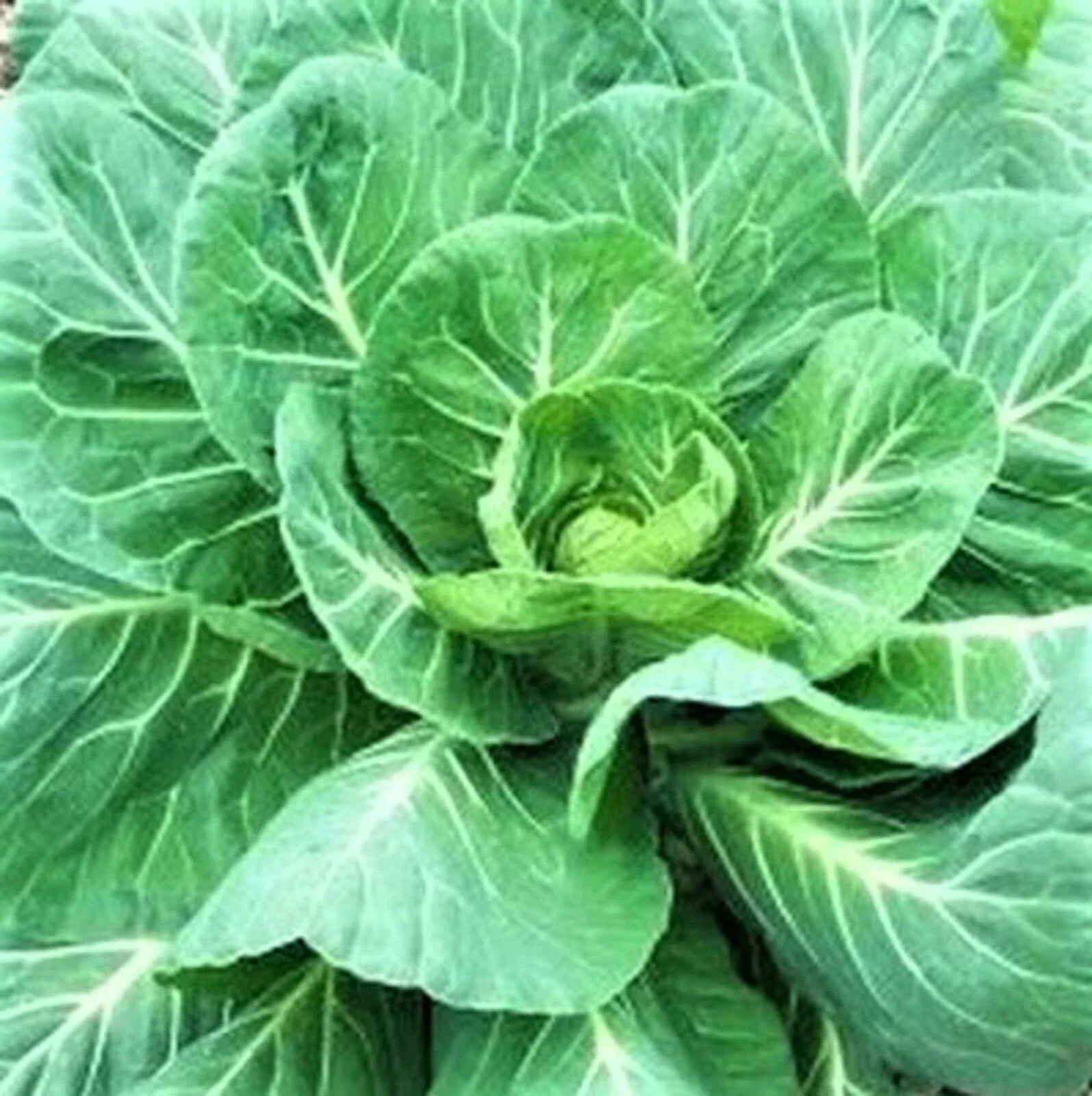 Georgia Southern Collard Seeds - Non-GMO Heirloom Vegetable Seeds Brassica oleracea var. viridis