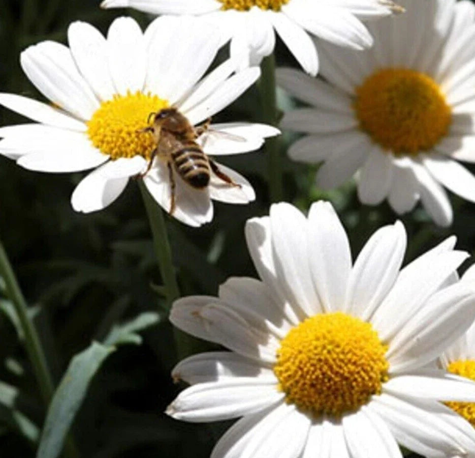 Ox Eye Daisy Seeds 1000+ Perennial Flower Garden Chrysanthemum Leucanthemum Seeds for Borders & Wildflower Gardens