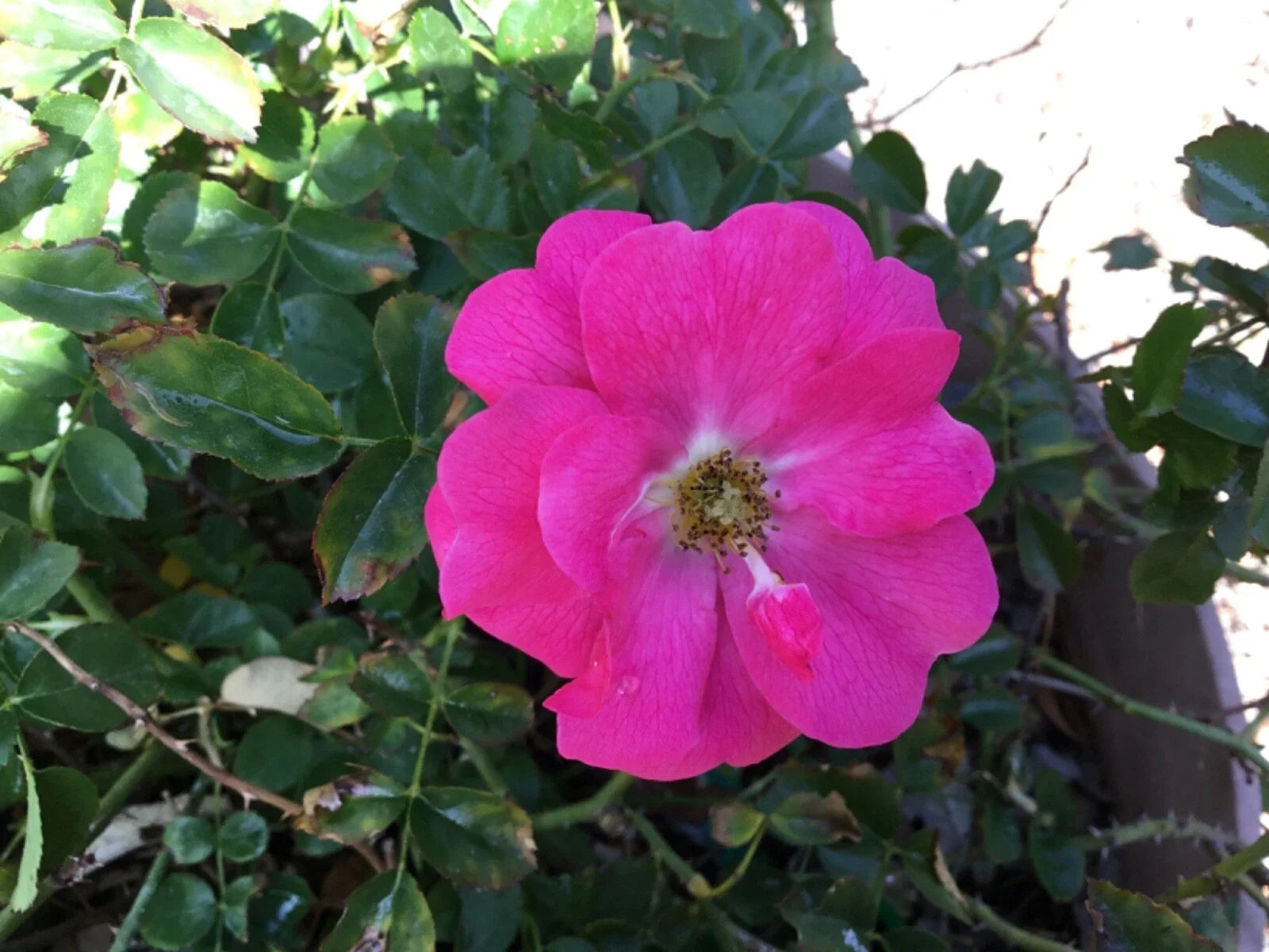 Wild Irish Rose Cuttings to Root, Rosa gallica, Hardy Perennial, Fragrant Blooms, Easy to Grow, Garden Plant Propagation