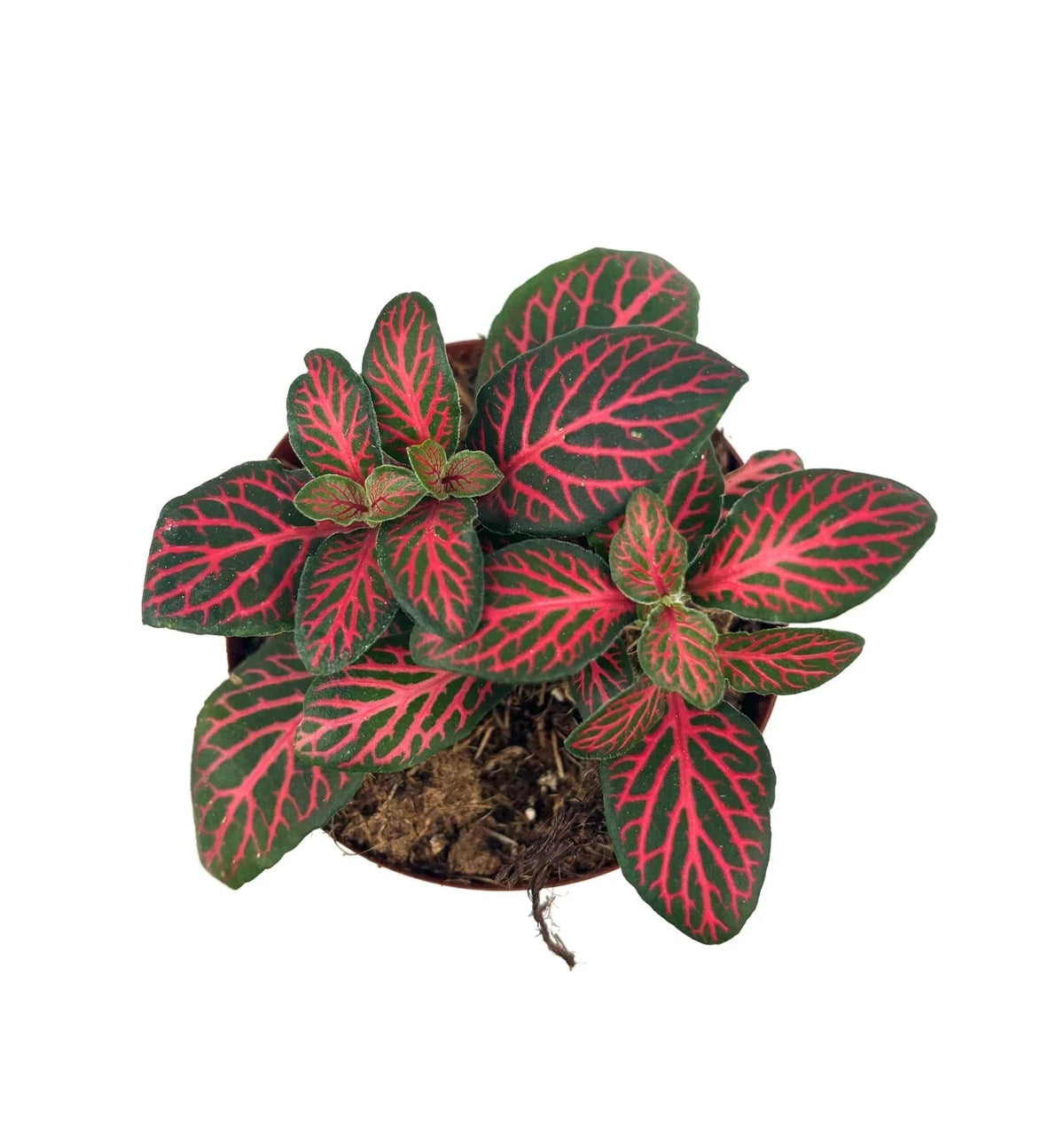 Red Nerve Plant Fittonia Albivenis Live Potted House Plant 2.5" Pot Air Purifying