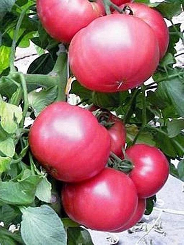 Tomato Slicer Seeds 1000 Count Chef's Choice Pink Solanum lycopersicum for Salads & Sandwiches