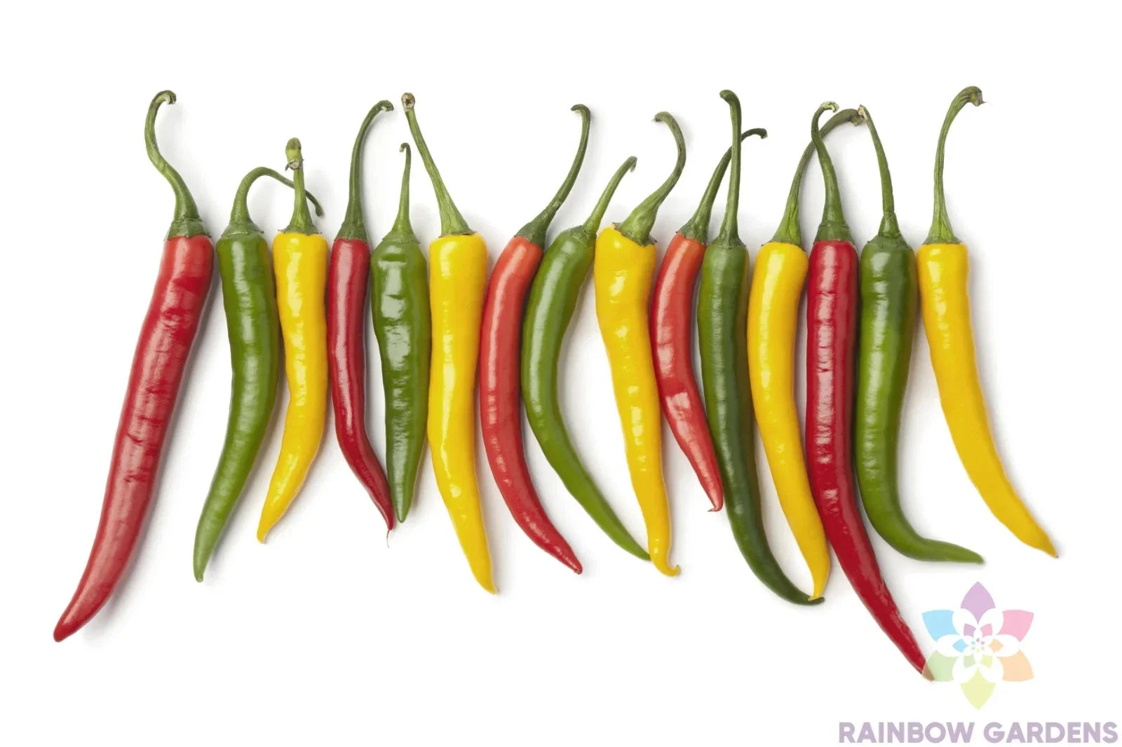 Charleston Hot Pepper Seeds - 25+ Pack, Capsicum annuum, Spicy Culinary, Non-GMO, USA Grown, Perfect for Garden & Container Planting