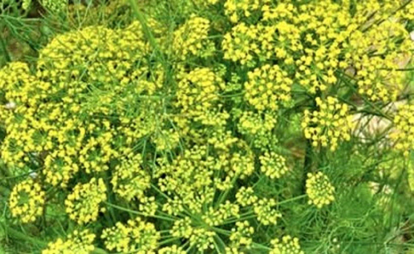 Mammoth Long Island Dill Seeds - 200+ Non-GMO Herb Seeds for Garden