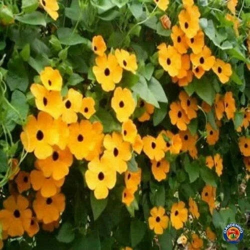 Black Eyed Susan Vine Seeds - 100 Count - Climbing Exotic Garden Flowers - Thunbergia alata Seeds for Trellises and Fences