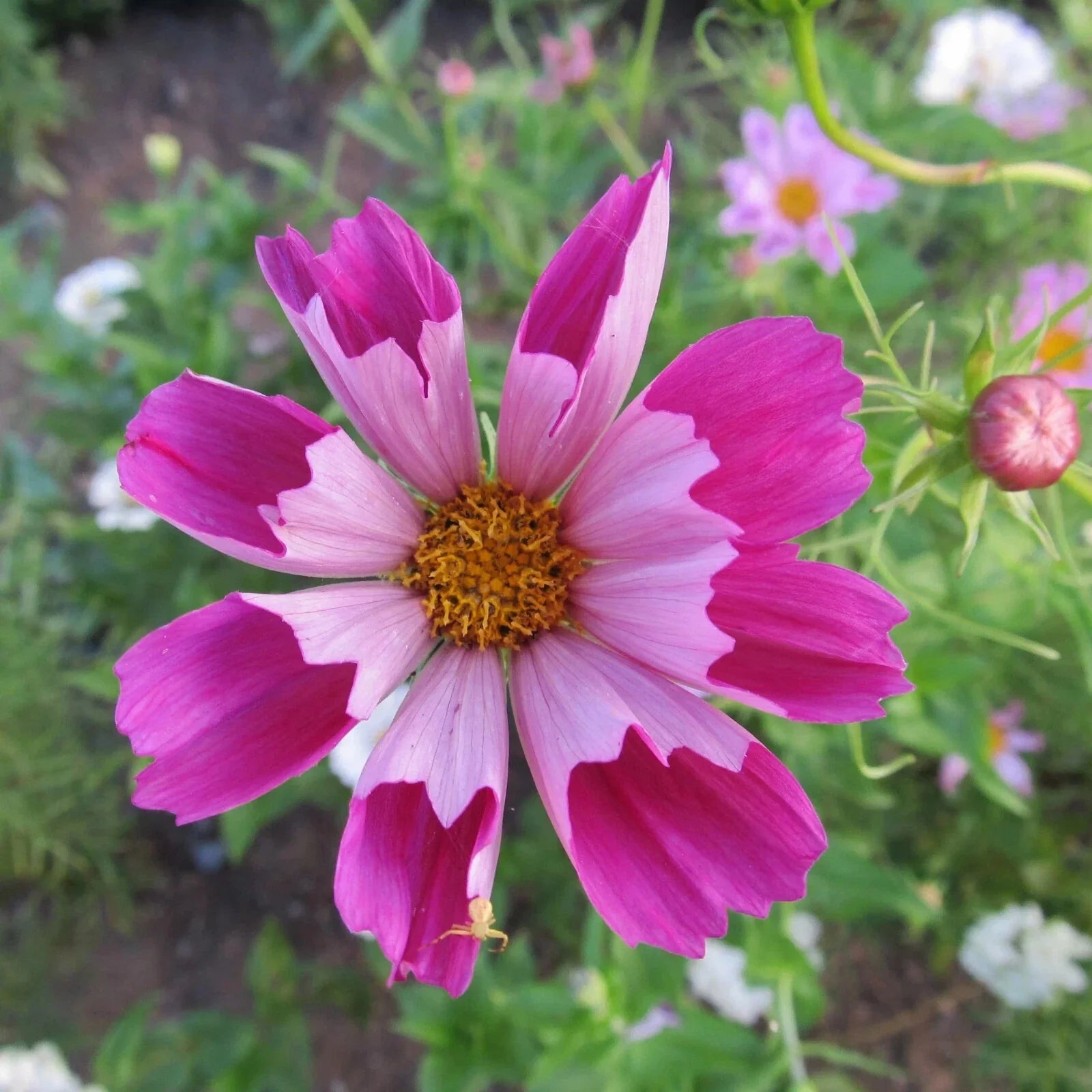 Cosmos Seeds - 200+ Seashells Variety - Cosmos bipinnatus - Garden Flower for Borders & Containers - Easy to Grow