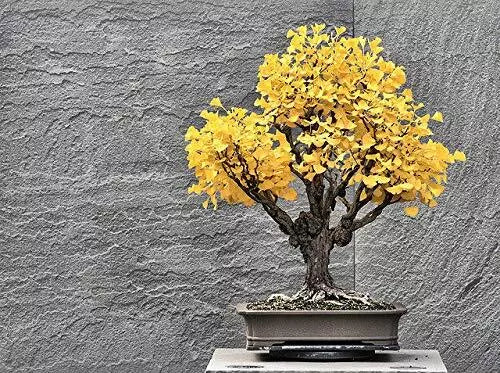 Bonsai Ginkgo Biloba Tree Seeds - 5 Seeds - Edible Leaves - Slow-Growing, Resilient Plant - Scientific Name Ginkgo biloba