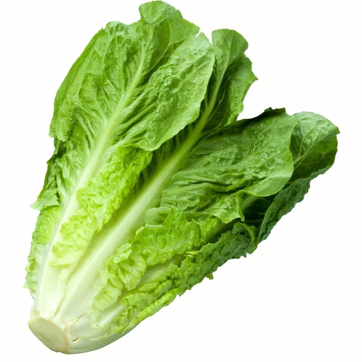 Parris Island Romaine Lettuce Seeds – Non-GMO Heirloom Variety for Home Gardening, Salad Greens, 1200+ Seeds