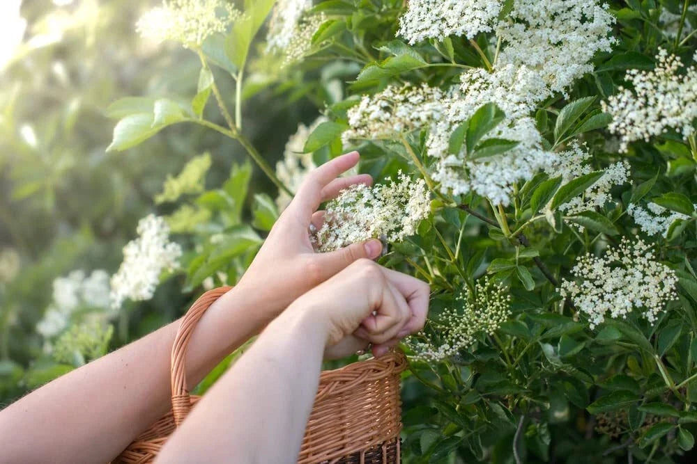 Fresh Elderberry Cuttings - Easy to Grow Sambucus nigra for Gardening & Landscaping