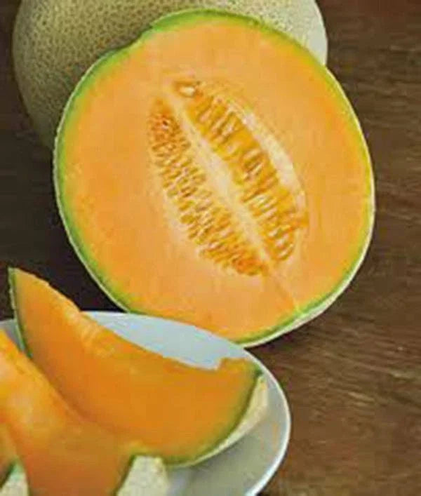 Cantaloupe Seeds - Heirloom Hales Best Jumbo - Organic Non-GMO Cucumis melo Melon Seeds for Gardening