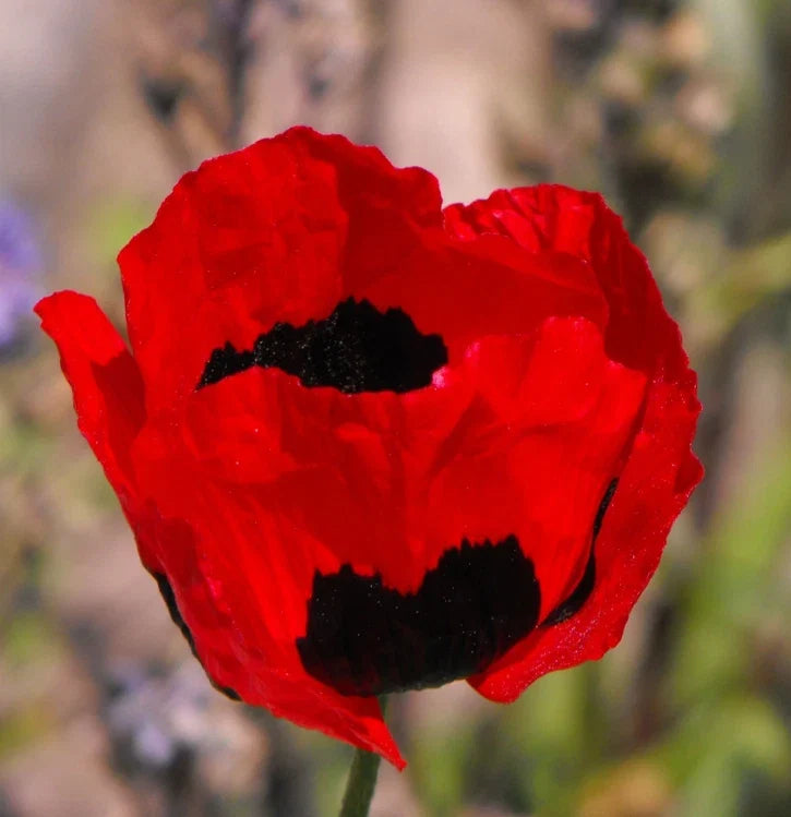 Poppy Seeds 1000 Count – Turkish Tulip Red & Black Non-GMO Pollinator Flowers – Papaver orientale