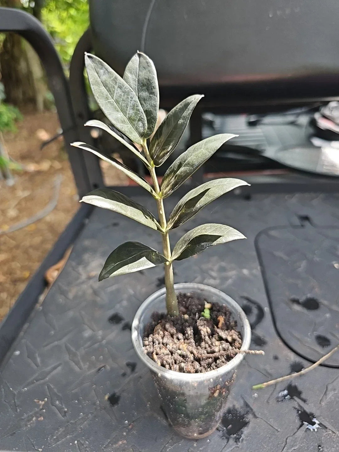 Black Raven ZZ Plant 3 Inch Pot - Fully Rooted Zamiifolia Zamioculcas