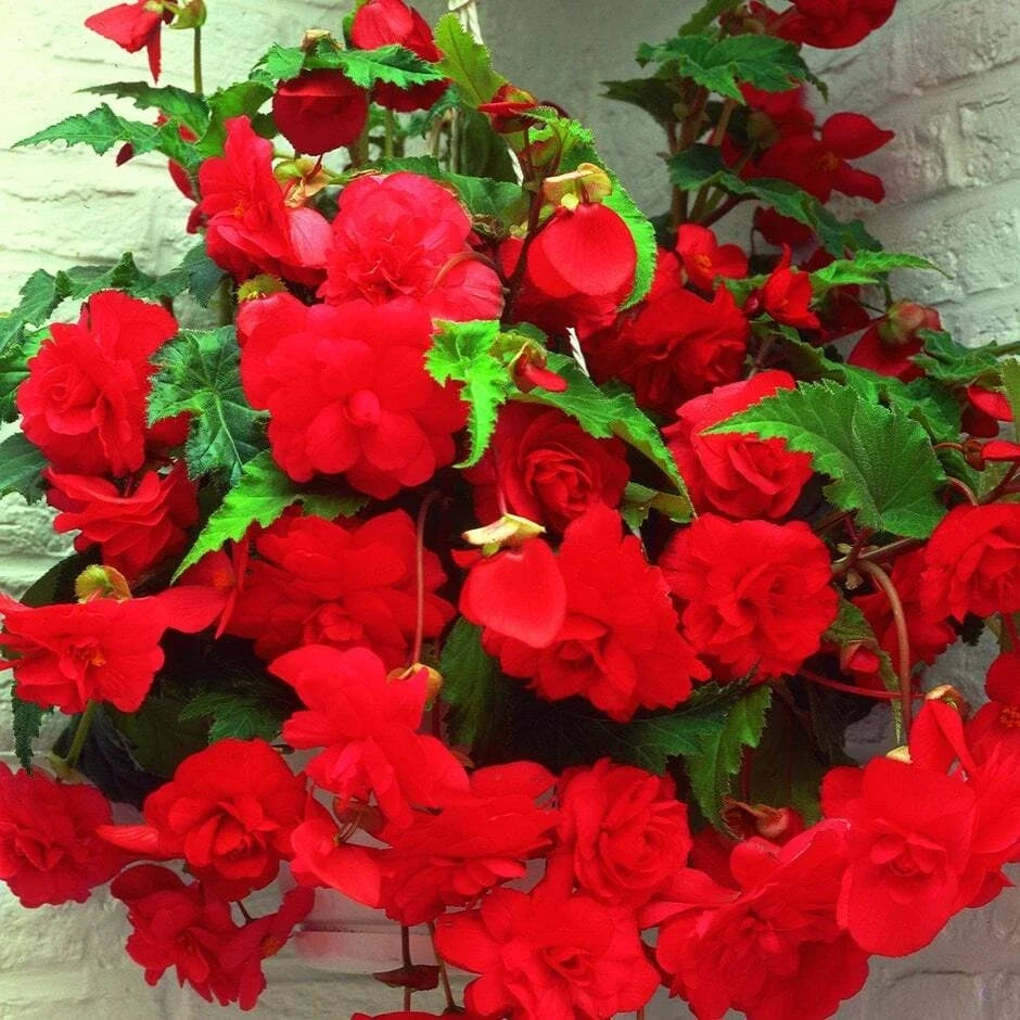 Begonia Seeds 1000 Pack - Glory Hot Tip Red - Tuberhybrida for Garden, Container, Shade, Easy to Grow
