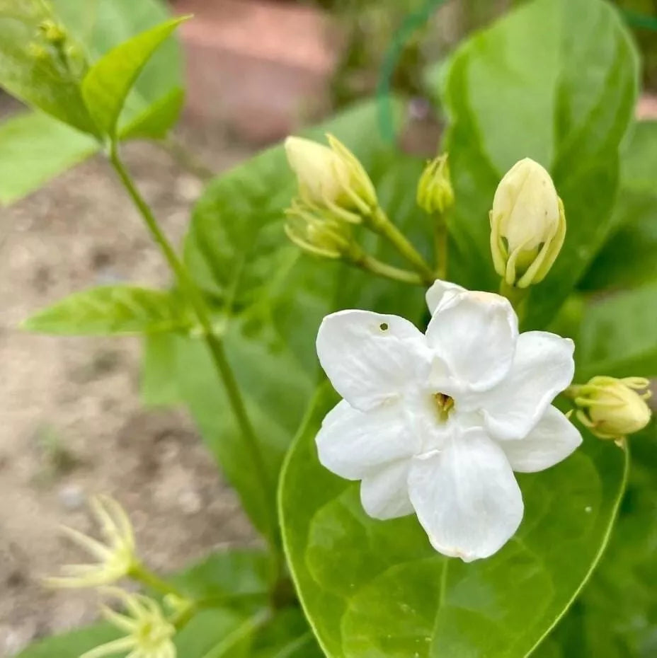 Orleans Sambac Jasmine Plant 4-Inch Live Jasminum sambac Fragrant Evergreen Shrub with White Flowers