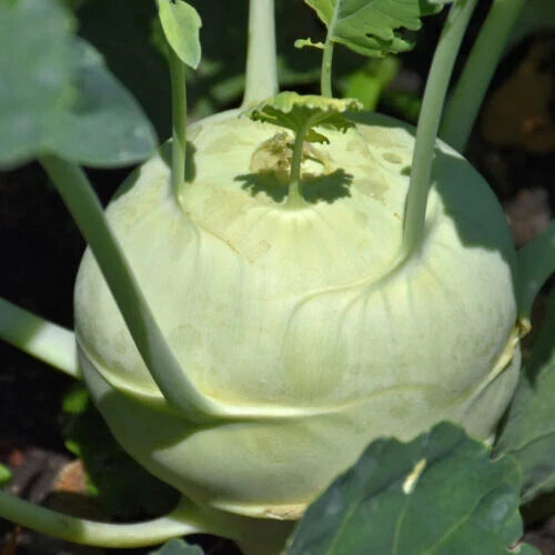 Kohlrabi Live Starter Plants Set of 2 – Brassica oleracea var. gongylodes, German Turnip, Fresh Vegetable Plants for Garden