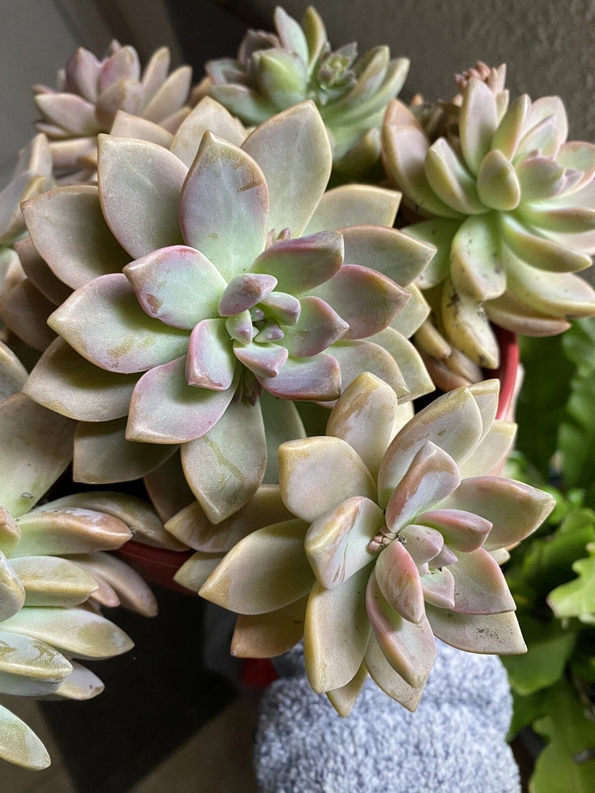 Graptopetalum paraguayense Ghost Plant Succulent Cuttings – 6 Healthy Rosette Plants, Drought Tolerant, Easy Care