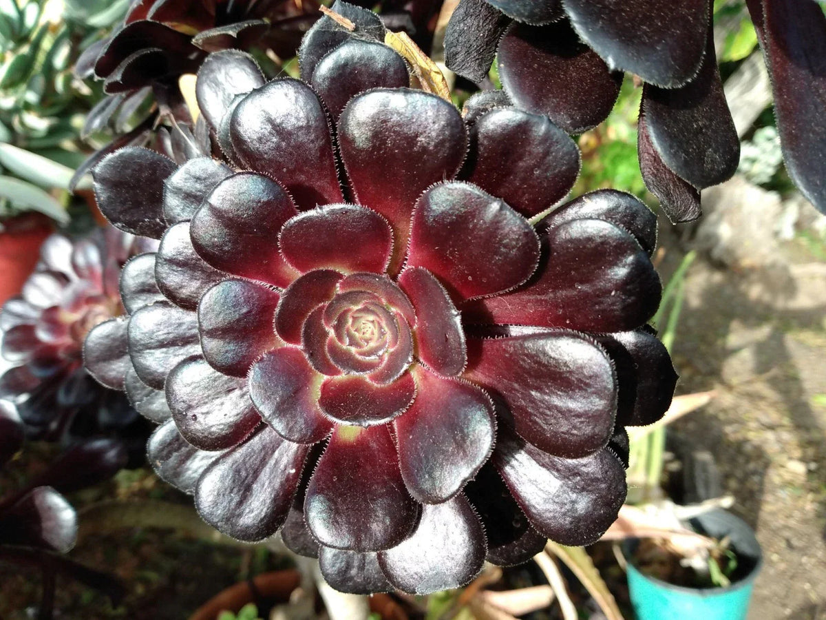 Aeonium Zwartkop Black Rose Succulent Plant 4-6 Inch Live Rooted Succulent