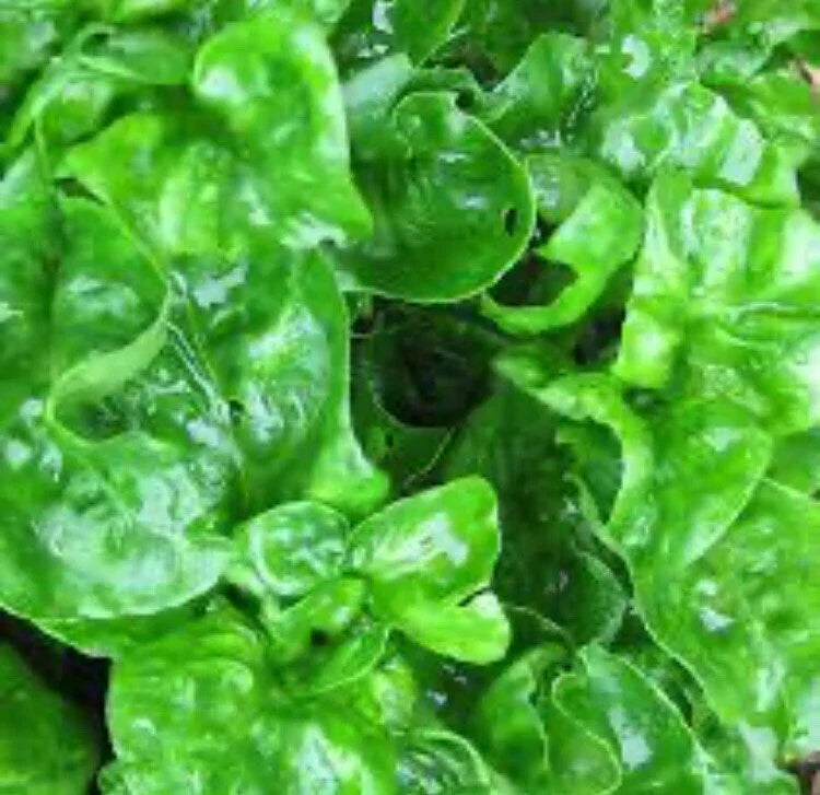 Brazilian Spinach Cuttings - 4 Organic Edible Samba Lettuce Cuttings 4-5 Inches