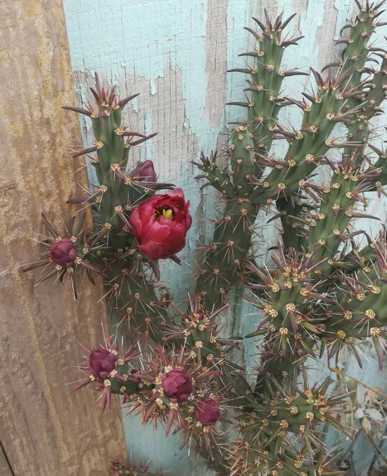 Cylindropuntia versicolor Cutting – Elongated Sections with Deep Red Flowers – Drought-Tolerant Cactus for Garden & Container