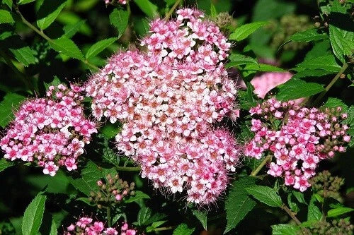 Dwarf Pink Spiraea Seeds - 100 Perennial Flowering Shrub Seeds - Spiraea japonica 'Little Princess' for Gardens & Borders