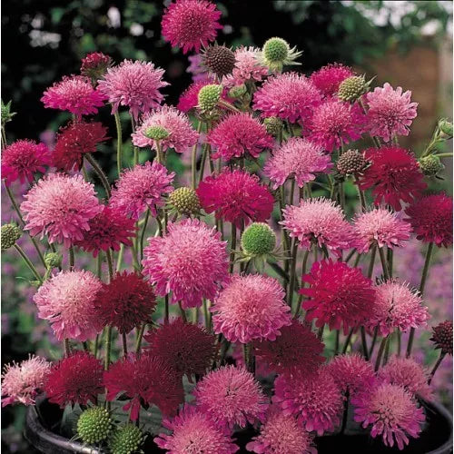 Knautia Pincushion Flowers Seeds, 110 Count, Mixed Colors Red Pink Lavender, Easy to Grow, Attracts Pollinators, Knautia macedonica