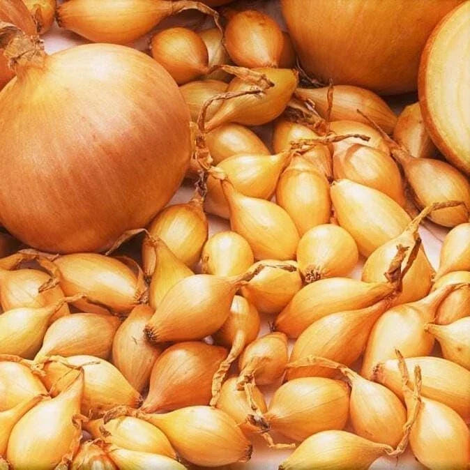 Spanish Globe Onion Sets for Planting - Allium cepa Bulbs for Vegetable Gardens